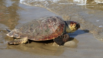 Ρεκόρ φωλιών καρέττα καρέττα στον Κυπαρισσιακό κόλπο, «εθνικό επίτευγμα η ανάκαμψη του πληθυσμού»
