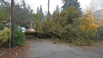 ΔΕΗ: Διακοπές ρεύματος στα βόρεια προάστια από δέντρα που πέφτουν πάνω σε καλώδια της