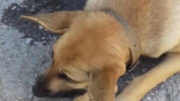 Κτηνωδία στα Χανιά: Πυροβόλησαν και σκότωσαν έγκυο σκυλίτσα!