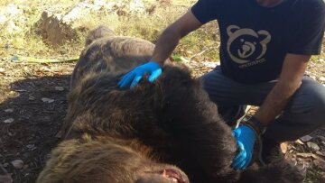 Νεκρή αρκούδα 390 κιλών σε τροχαίο στην Καστοριά