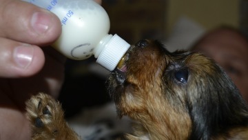 Λαμιώτισσα μητέρα έδωσε το γάλα της για να ταΐσει κουταβάκια που τα είχαν πετάξει στα σκουπίδια!