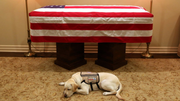 Η συγκινητική φωτογραφία του σκύλου του Τζορτζ Μπους: Αποστολή εξετελέσθη