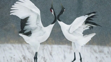 Σπάνιες φωτογραφίες ζώων που απειλούνται με εξαφάνιση