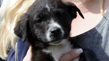 Εικόνες σοκ: Πυροβόλησαν και σκότωσαν επτά κουτάβια στο Μεσολόγγι 