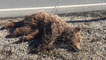 Βρέθηκε νεκρό αρκουδάκι στην Κοζάνη - Το παρέσυρε αυτοκίνητο