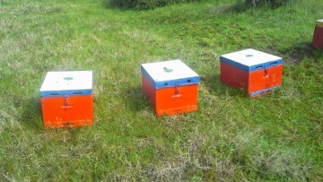 Μελισσοκόμος έκλεβε κυψέλες στην Εύβοια