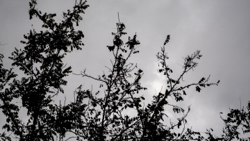 Πάνω από 100 κλήσεις στην Πυροσβεστική για πτώσεις δέντρων στην Αττική