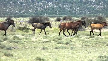 Πυροβόλησαν και σκότωσαν προστατευόμενα άγρια άλογα στον Στράτο Αιτωλοακαρνανίας 