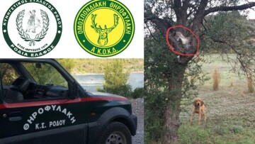 Ρόδος: Λαθροθήρας έκρυψε τον λαγό στα... κλαδιά δέντρου!