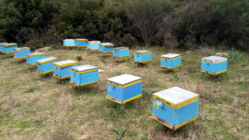 Έκλεψαν τις κυψέλες μελισσοκόμου στη Ρόδο