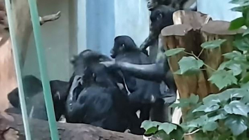 Σώστε τον Μπίλι: Τρομακτικό bullying πιθήκων σε χιμπατζή μέσα σε ζωολογικό κήπο 