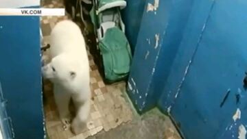 Πολικές αρκούδες «εισέβαλαν» σε ρωσική πόλη και ψάχνουν φαγητό!