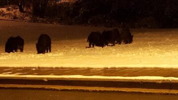 Πανόραμα Θεσσαλονίκης: Κοπάδι με αγριογούρουνα βγήκε νυχτερινή βόλτα!