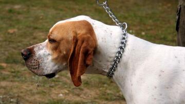 Ζάκυνθος: Έκλεψαν έξι πανάκριβα κυνηγόσκυλα