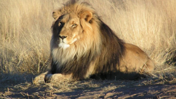 Λαθροθήρας κατασπαράχθηκε από αγέλη λιονταριών ενώ λίγο πριν είχε σκοτώσει τρεις οικογένειες μπαμπουίνων 