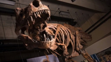 Ανακαλύφθηκε ο μεγαλύτερος τυραννόσαυρος της ιστορίας: Ζύγιζε σχεδόν 9 τόνους κι έζησε πριν από 66 εκ. χρόνια 
