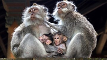 Μακάκοι στο Γιβραλτάρ τρώνε χώμα για να αντιμετωπίσουν τις επιπτώσεις του… junk food από τουρίστες