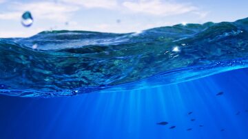 Θαλάσσιο φύκι «δίνει» αποτελεσματικά αντιβιοτικά και αντικαρκινικά φάρμακα