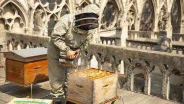 Παναγία των Παρισίων: Οι 200.000 μέλισσες επιβίωσαν από τη φωτιά