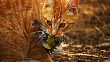 «Πόλεμο» στις γάτες κήρυξαν οι Αυστραλοί: Θέλουν να σκοτώσουν δύο εκατομμύρια μέχρι το 2020!