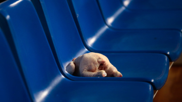 Basket League, Παναθηναϊκός - Ολυμπιακός: Άφησαν κοτόπουλο στον πάγκο των «ερυθρόλευκων»