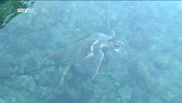 Βίντεο: «Fake news» ότι έδεσαν καρέτα-καρέτα στο Καστελόριζο, για να την δει ο Μητσοτάκης