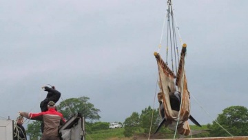 Ρωσία: Οι πρώτες «φυλακισμένες» όρκες και φάλαινες μπελούγκες πήραν τον δρόμο προς την ελευθερία