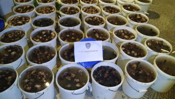 Λαθρεμπόριο με ολοθούρια αποκαλύφθηκε στην Αταλάντη