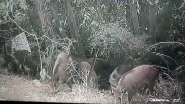 Βίντεο: Αγριογούρουνα μόνιμοι κάτοικοι... Εκάλης