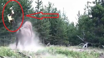 Βίσονας σηκώνει στον αέρα μια 9χρονη που την άφησαν οι γονείς της