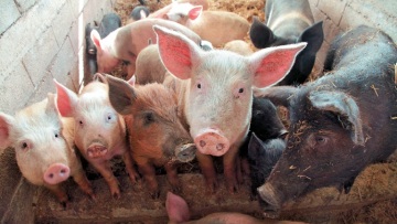 Βουλγαρία: Η αφρικανική πανώλη των χοίρων «κοστίζει» χιλιάδες θέσεις εργασίες