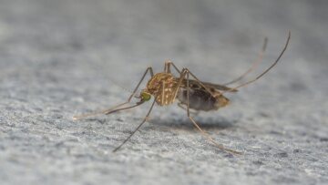 Τέσσερις οι νεκροί από τον ιό του Δυτικού Νείλου στην Ελλάδα