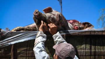 SOS για την αφρικανική πανώλη των χοίρων: Έκτακτη πρόσληψη 46 κτηνιάτρων