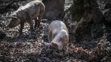 Συναγερμός από την Ισπανία για τη γρίπη των χοίρων, προειδοποιεί για μετάδοση από άνθρωπο σε άνθρωπο
