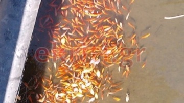 Κρήτη: Εκατοντάδες νεκρά ψάρια στο Φράγμα Αποσελέμη