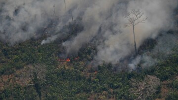 Βοδινό κρέας και σόγια «καταστρέφουν» τον Αμαζόνιο