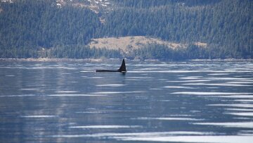 Ρωσία: Απελευθερώθηκαν οι τελευταίες «φυλακισμένες» όρκες από υποτυπώδες καταφύγιο