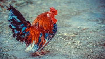 Τραγικός θάνατος για ηλικιωμένη στην Αυστραλία: Τη σκότωσε ο κόκοράς της