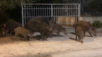 Αγριογούρουνα κόβουν βόλτες σε κεντρικό σημείο του Διόνυσου