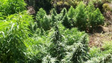 Χαλκιδική: Διατηρούσε φυτώριο με 46 χασισόδεντρα και άλλα ναρκωτικά