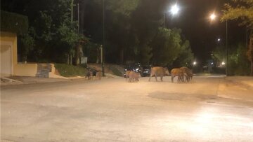 Έκρηξη στον πληθυσμό των αγριογούρουνων: Εφιάλτης με... επιδότηση