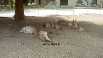 Κατερίνη: Μωρά ελαφάκια έγιναν βορά αδέσποτων σκύλων