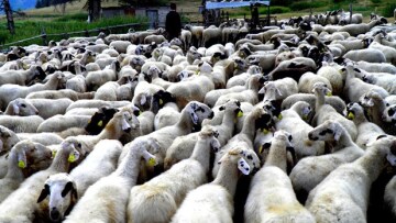 Εξιχνιάστηκε μεγάλη ζωοκλοπή στα Ανώγεια