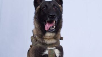 Μπαγκντάντι: Ο χαρισματικός σκύλος που βοήθησε στην επιχείρηση κατά του αρχηγού του ISIS