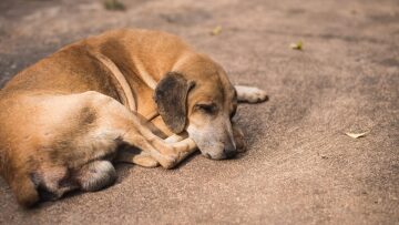 «Διάλογοι» για την κακοποίηση των ζώων στο ΚΠΙΣΝ