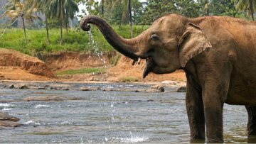 Ινδία: Ο ελέφαντας... Μπιν Λάντεν σκότωσε πέντε χωρικούς