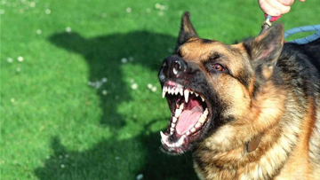 Φρίκη στα Πατήσια: Ηλικιωμένη πέθανε και την έφαγαν τα σκυλιά της