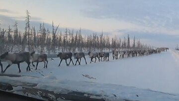 Εντυπωσιακό θέαμα: 3.000 τάρανδοι διακόπτουν την κυκλοφορία στη Σιβηρία