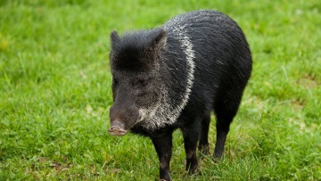 Τέξας: Φρικτός θάνατος για 59χρονη από αγριογούρουνα