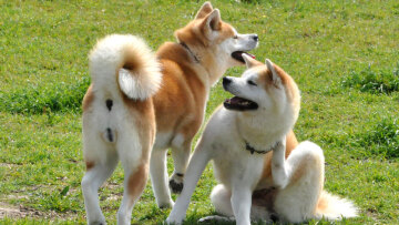 Ακίτα: Ο αφοσιωμένος «Χάτσικο» με τον ισχυρό χαρακτήρα